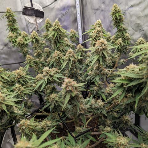 Green Crack growlog timeline photo