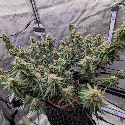 Green Crack growlog timeline photo