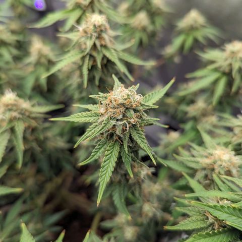 Green Crack growlog timeline photo