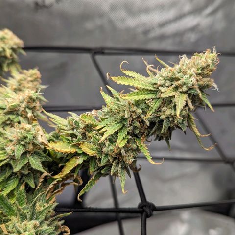 Green Crack growlog timeline photo