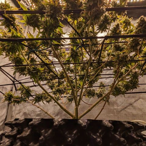 Green Crack growlog timeline photo