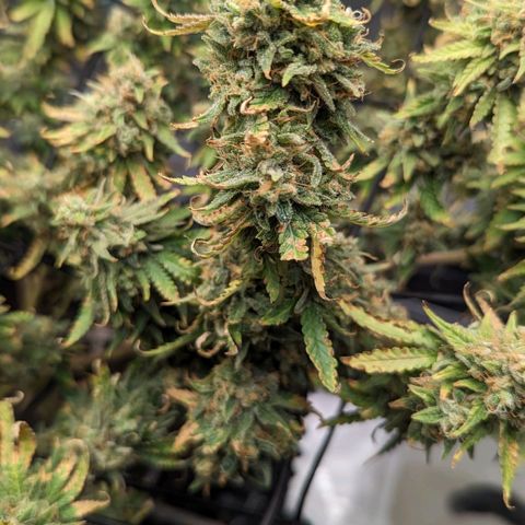 Green Crack growlog timeline photo