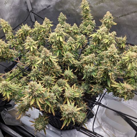 Green Crack growlog timeline photo