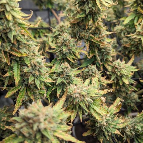 Green Crack growlog timeline photo