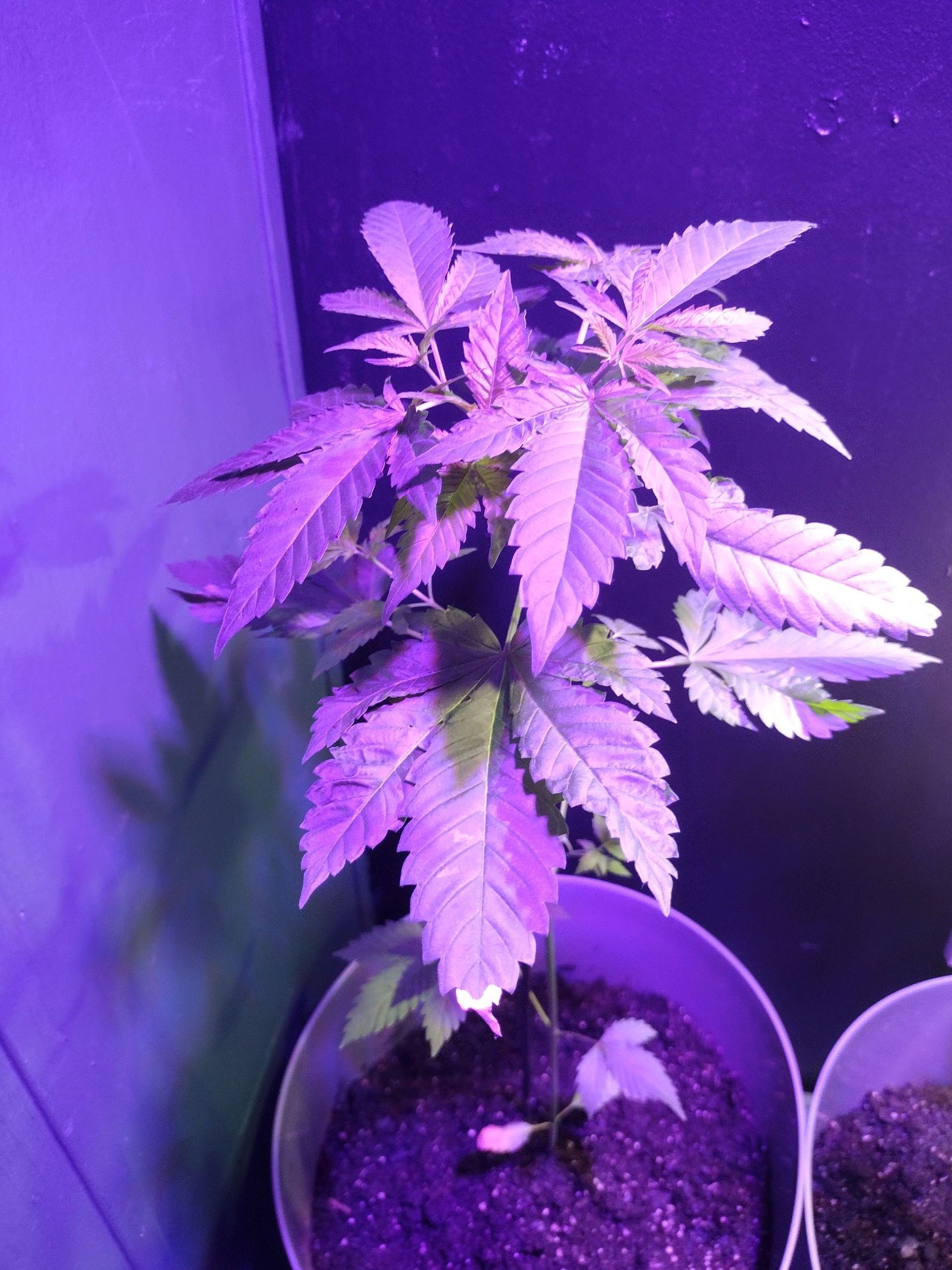 Bruce banger growlog header