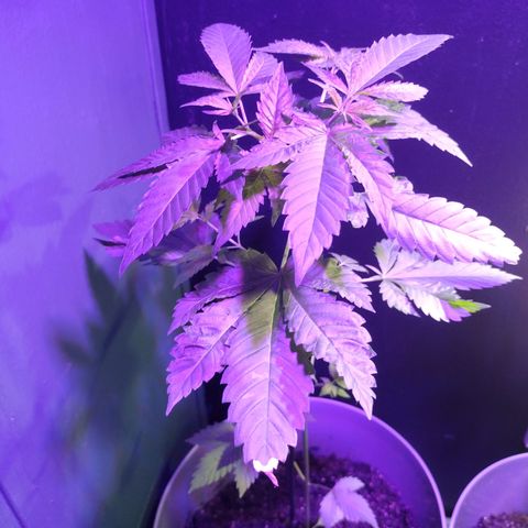 Bruce banger growlog photo