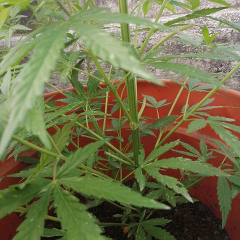 Genética desconocida growlog timeline photo
