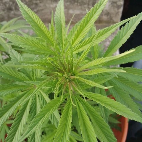 Genética desconocida growlog timeline photo