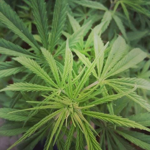 Genética desconocida growlog timeline photo