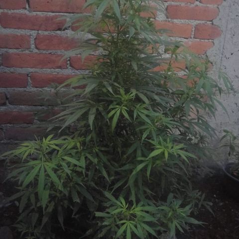 Genética desconocida growlog photo: Alguien me puede apoyar para saber si mí plantita es macho o hembra?? 