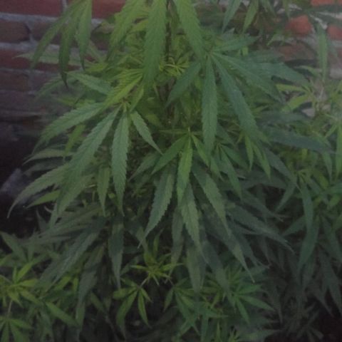 Genética desconocida growlog photo: Alguien me puede apoyar para saber si mí plantita es macho o hembra?? 