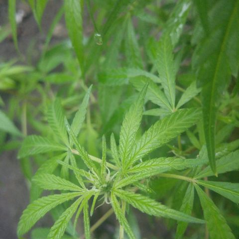 Genética desconocida growlog photo: Etapa de Floración