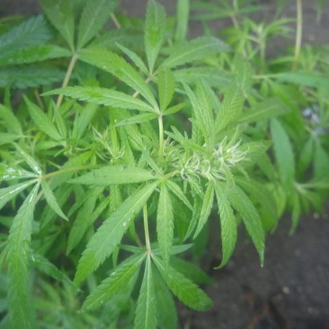Genética desconocida growlog photo: Etapa de Floración