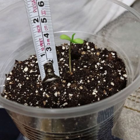CHALUPAS growlog timeline photo