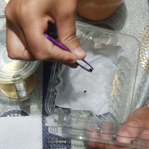 CHALUPAS growlog photo: Se colocó 2ml de agua oxigenada en agua hervida dejada al medio ambiente y en este vaso se colocó las semillas 
Se humedeció una servilleta para que las semillas germinen 
El recipiente con la semilla fue colocado atrás de la refrigeradora y tapada con una tela para que no le diera directamente la luz y a su vez mantener caliente las semillas 
Se revisó al siguiente día si había brotado la radícula y verificar que la servilleta siguiera húmeda 