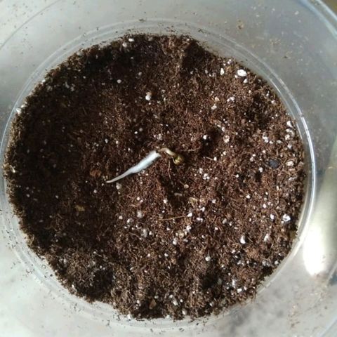 CHALUPAS growlog photo: Transplante de la semilla de cannabis de la servilleta al baso con turba