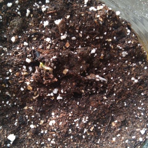 CHALUPAS growlog photo: Brote de la semilla de cannabis
