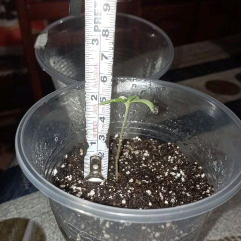 CHALUPAS growlog photo: Medicion de planta de cannabis, presenta aparición de segunda y tercera hoja 