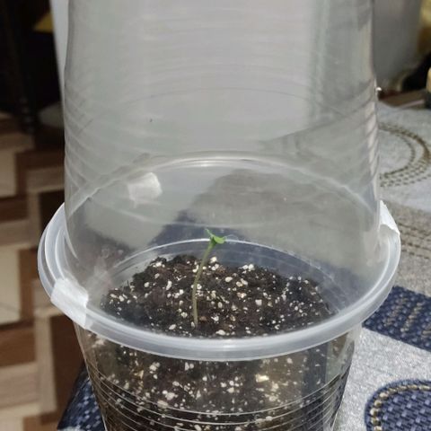 CHALUPAS growlog photo: Creación de un mini invernadero con dos vasos para la plantilla de cannabis, se coloca la plantilla a un lado del router para que se mantenga caliente 