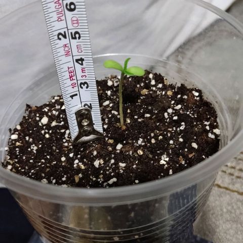 CHALUPAS growlog timeline photo
