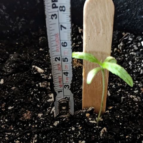 CHALUPAS growlog photo: Toma de medida de planta de cannabis (5 cm) 