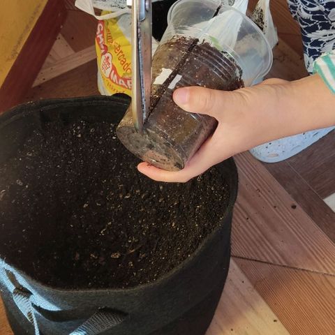 CHALUPAS growlog photo: Transplante de plantula de cannabis a una maceta geotextil.
Se procede a colocar un tutor, medir y regar la plantula después de su transplante 