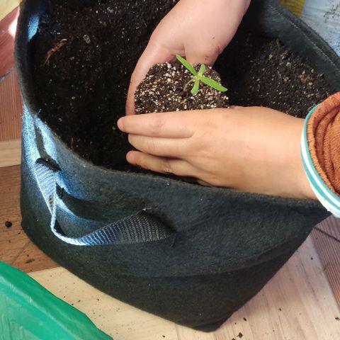 CHALUPAS growlog photo: Transplante de plantula de cannabis a una maceta geotextil.
Se procede a colocar un tutor, medir y regar la plantula después de su transplante 
