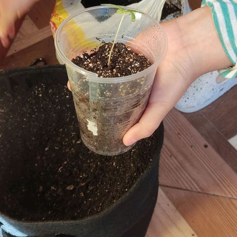 CHALUPAS growlog photo: Transplante de plantula de cannabis a una maceta geotextil.
Se procede a colocar un tutor, medir y regar la plantula después de su transplante 