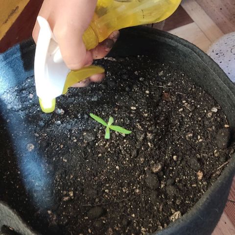 CHALUPAS growlog photo: Transplante de plantula de cannabis a una maceta geotextil.
Se procede a colocar un tutor, medir y regar la plantula después de su transplante 