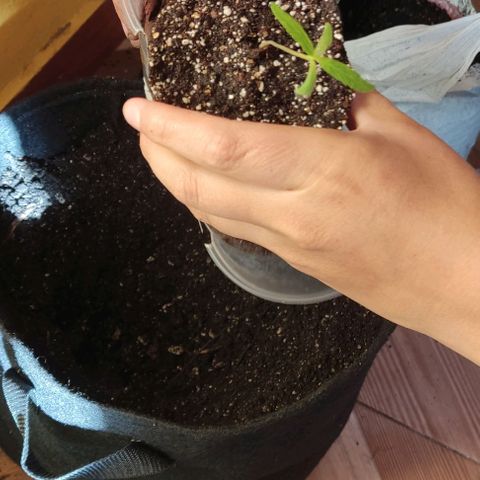 CHALUPAS growlog photo: Transplante de plantula de cannabis a una maceta geotextil.
Se procede a colocar un tutor, medir y regar la plantula después de su transplante 