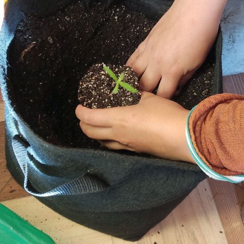 CHALUPAS growlog photo: Transplante de plantula de cannabis a una maceta geotextil.
Se procede a colocar un tutor, medir y regar la plantula después de su transplante 