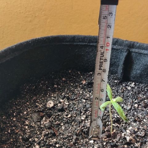 CHALUPAS growlog photo: Transplante de plantula de cannabis a una maceta geotextil.
Se procede a colocar un tutor, medir y regar la plantula después de su transplante 
