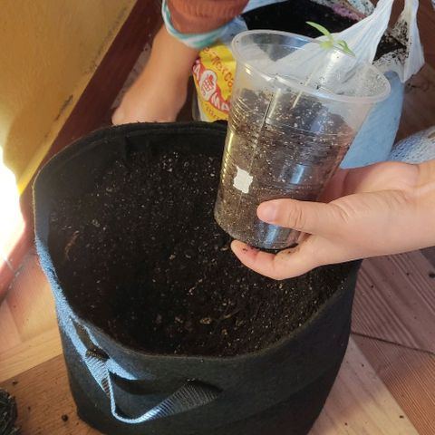 CHALUPAS growlog photo: Transplante de plantula de cannabis a una maceta geotextil.
Se procede a colocar un tutor, medir y regar la plantula después de su transplante 
