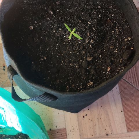 CHALUPAS growlog photo: Transplante de plantula de cannabis a una maceta geotextil.
Se procede a colocar un tutor, medir y regar la plantula después de su transplante 
