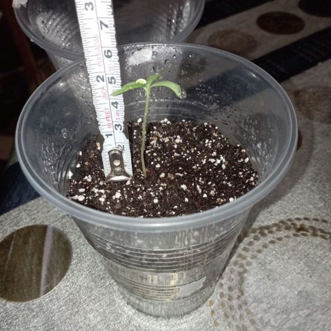CHALUPAS growlog photo: Toma de medida de la plantula de cannabis