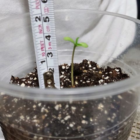 CHALUPAS growlog photo: Toma de medida de la plantula de cannabis 