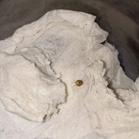 CHALUPAS growlog photo: Aparición de la raíz de la plantula de cannabis 