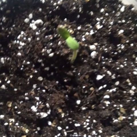 CHALUPAS growlog timeline photo