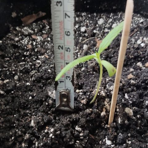 CHALUPAS growlog photo: Toma de medida de planta de cannabis (5 cm) aparición de manchas negras en las hojas 