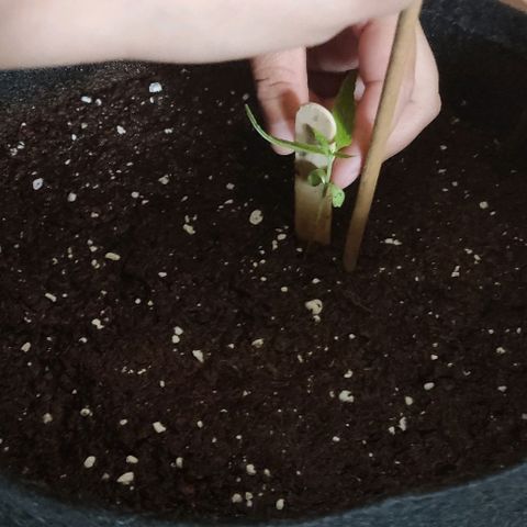 CHALUPAS growlog photo: Medición y cambio de tutor de la planta de cannabis
7 cm aproximadamente 