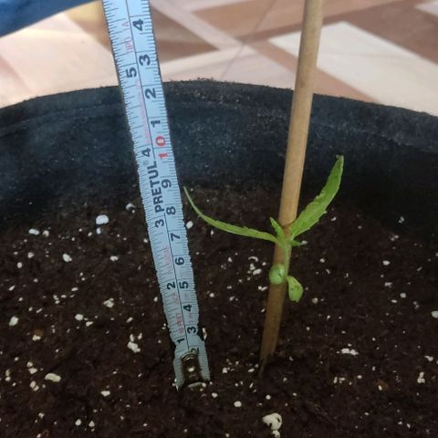 CHALUPAS growlog photo: Medición y cambio de tutor de la planta de cannabis
7 cm aproximadamente 
