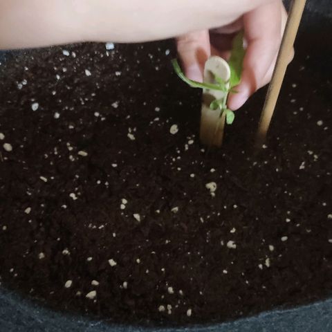 CHALUPAS growlog photo: Medición y cambio de tutor de la planta de cannabis
7 cm aproximadamente 