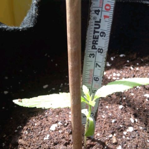 CHALUPAS growlog photo: Medición de plantula de cannabis, 6cm 