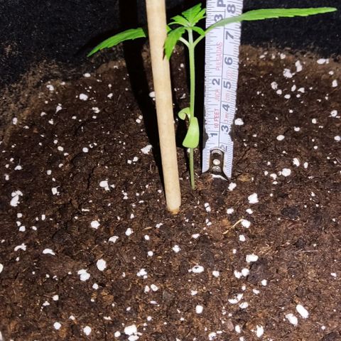 CHALUPAS growlog photo: Medición de la planta. Aproximadamente 8 cm 
Han comenzado ha brotar las hojas folioladas 
Hasta el momento no presenta ningún problema en cuanto a deficiencia, plagas o enfermedades 