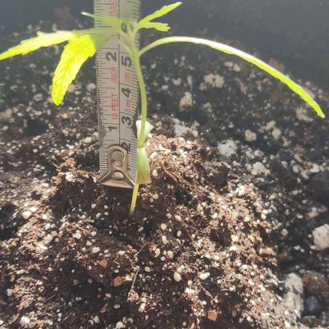 CHALUPAS growlog photo: Medición planta de cannabis 8 cm de altura 