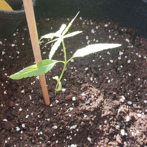 CHALUPAS growlog photo: Medición planta de cannabis 11 cm de altura 