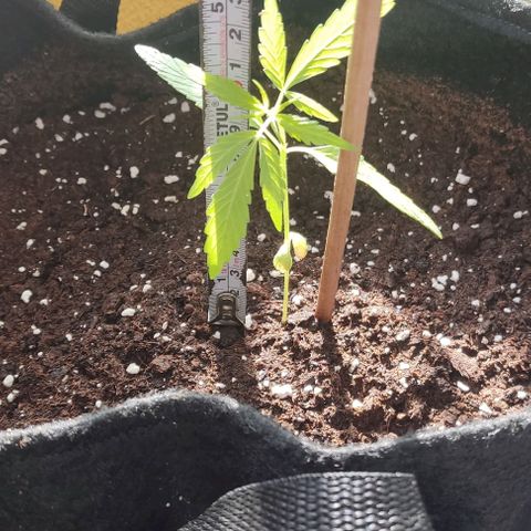 CHALUPAS growlog photo: Medición planta de cannabis 11 cm de altura 
