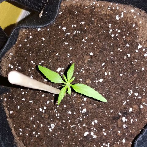 CHALUPAS growlog photo: Medición planta de cannabis 