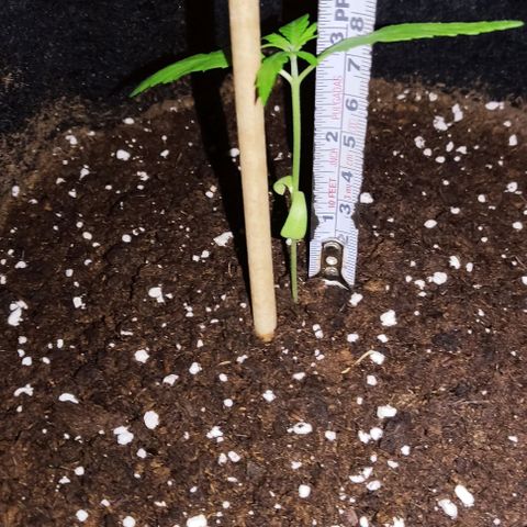 CHALUPAS growlog photo: Medición de planta de cannabis 8cm de altura 