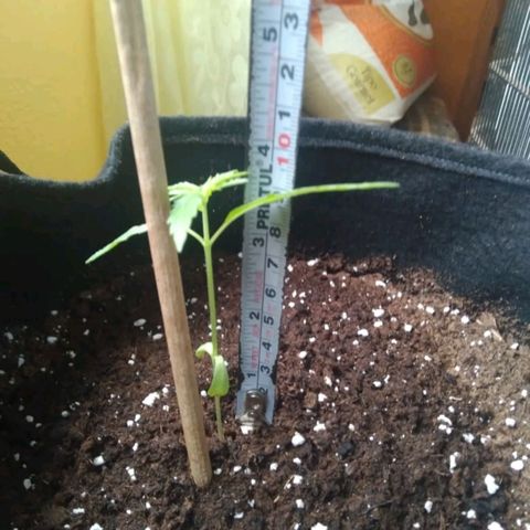 CHALUPAS growlog photo: Medición planta de cannabis 10 cm de altura 